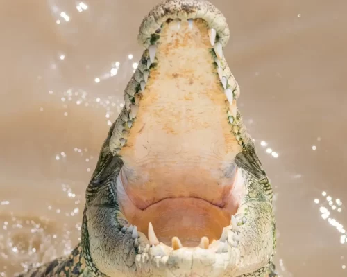 jumping crocs tour