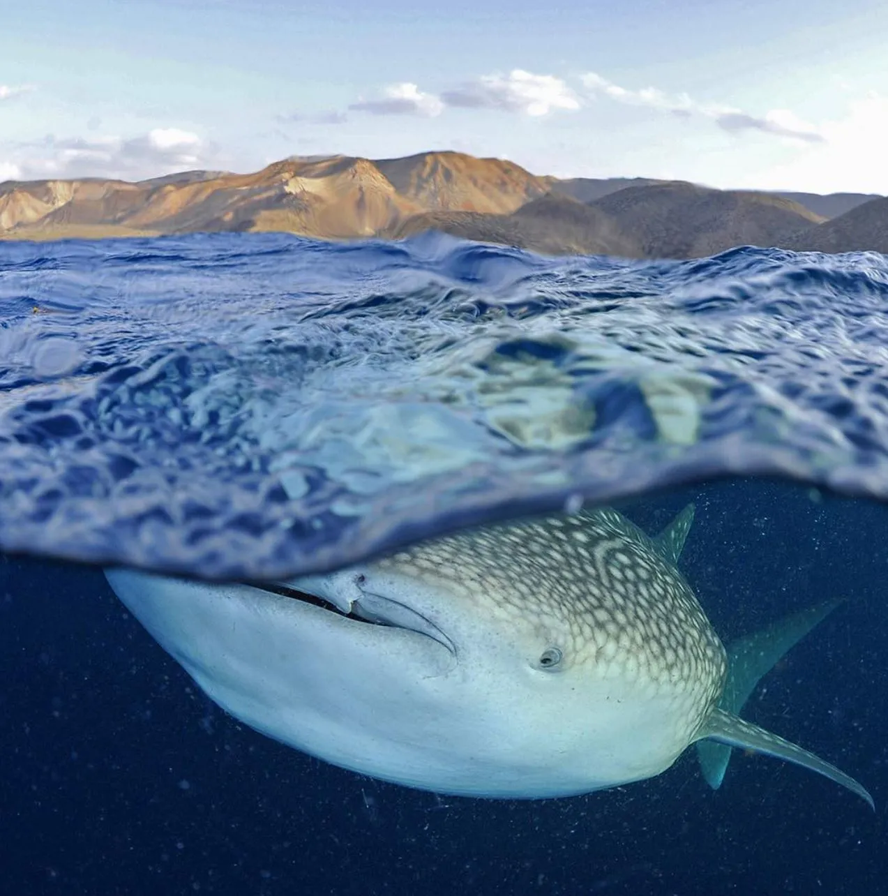 Whale shark swims