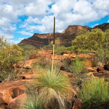 Arkaroo Rock Flinders Ranges NP