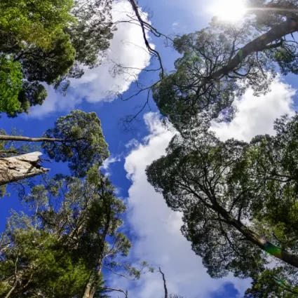 Autopia Otway Rainforest Panorama