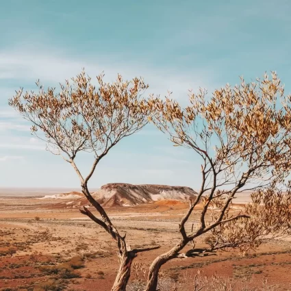 Kanku-Breakaways Conservation Park (Credit Elise Cook)