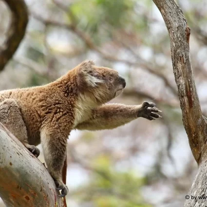 Koalas Otway