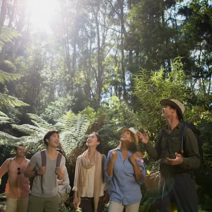 Otway Rainforest Walk