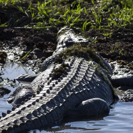 best jumping crocodile tour darwin