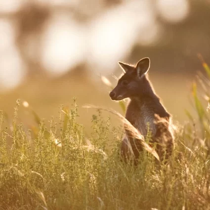 blue mountains day trip sydney