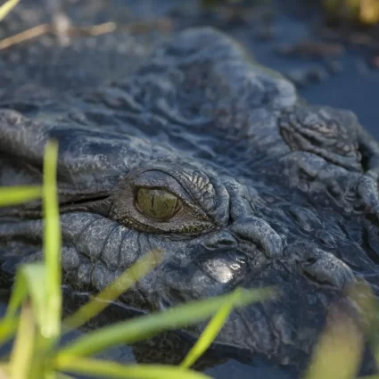 jumping crocodile tour