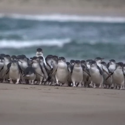 melbourne phillip island tour