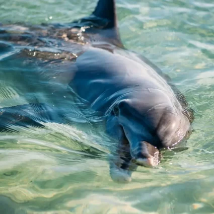 monkey mia dolphines