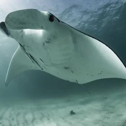 ningaloo reef tours coral bay