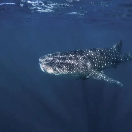ningaloo reef whale shark tours
