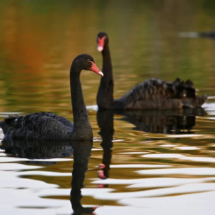 penguin parade tour melbourne