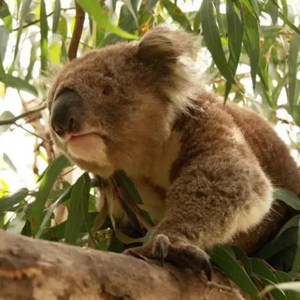 philip island day tour