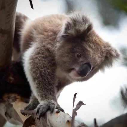 phillip island day tour package