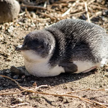 phillip island day trip from melbourne