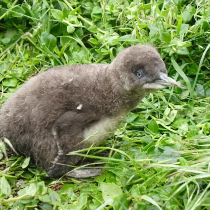 phillip island day trip