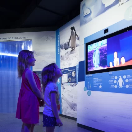 phillip island little penguins parade evening tour