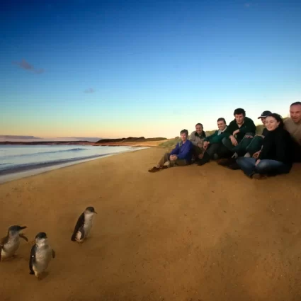 phillip island penguins tours from melbourne