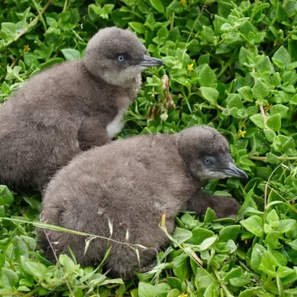 phillip island trips