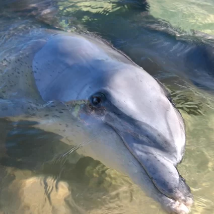 things to do monkey mia