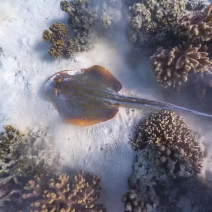 whale shark tour exmouth