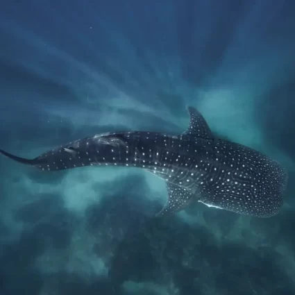 whale shark tours