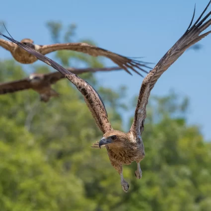 which is the best jumping crocodile cruise