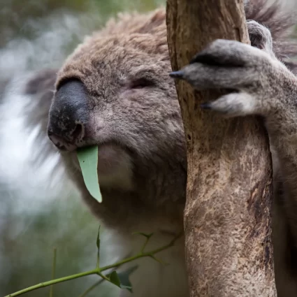 wildlife tours phillip island